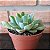 Híbrida Da Echeveria Paula Pote 11 - Imagem 3