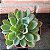 Híbrida Da Echeveria Paula Pote 11 - Imagem 1