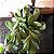 Senecio Jacobsenii Pote 11 - Imagem 2