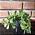 Senecio Jacobsenii Pote 11 - Imagem 1