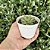 Echeveria Eve Dragon Pote 9 - Imagem 2