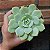 Echeveria Van Breen Pote 11 - Imagem 2
