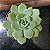 Echeveria Van Breen Pote 11 - Imagem 1