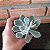 Echeveria Pulvinata Frosty Pote 11 - Imagem 2