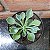 Senecio Kleiniiformis Pote 11 - Imagem 1