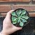 Senecio Kleiniiformis Pote 11 - Imagem 2