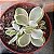 Crassula Money Maker Variegata Pote 11 - Imagem 1
