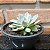 Echeveria Pampa Pote 11 - Imagem 3