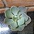 Echeveria Dusty Rose Pote 11 - Imagem 1