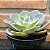 Echeveria Dusty Rose Pote 11 - Imagem 3