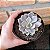 Graptoveria Debbie Pote 11 - Imagem 2