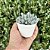 Echeveria Pig Nose Pote 9 - Imagem 2