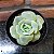 Echeveria Lovely Rose Pote 9 - Imagem 1
