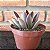 Echeveria Racemosa Pote 11 - Imagem 3