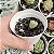 Conophytum Pote 6 - Imagem 1