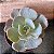 Echeveria Morning Light Monstruosa Pote 9 - Imagem 1