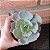 Echeveria Morning Light Monstruosa Pote 9 - Imagem 2