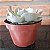 Echeveria Morning Light Monstruosa Pote 9 - Imagem 3
