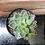 Sinocrassula Indica Pote 11 - Imagem 1