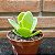Echeveria Pálida (palida) Pote 11 - Imagem 3