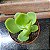 Echeveria Pálida (palida) Pote 11 - Imagem 1