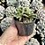 Faucaria Tigrina Pote 9 - Imagem 2