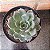 Echeveria Green Rose Pote 11 - Imagem 1