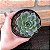 Echeveria Green Rose Pote 11 - Imagem 2