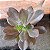 Echeveria Hanaikada Pote 11 - Imagem 1