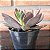 Echeveria Hanaikada Pote 11 - Imagem 3
