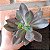 Echeveria Hanaikada Pote 11 - Imagem 2