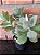 Kalanchoe Krinkle Red pote 11 - Imagem 3