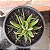 Haworthia Atenuata pote 11 - Imagem 1