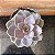 Echeveria Perle von Nurnberg pote 11 - Imagem 1