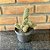 Cacto Dedo De Dama (mammillaria Elongata) Pote 11 - Imagem 1