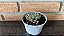 Sinocrassula Densirosulata Pote 11 - Imagem 3
