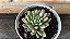 Sinocrassula Densirosulata Pote 11 - Imagem 2