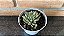 Sinocrassula Densirosulata Pote 11 - Imagem 1