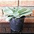 Echeveria Pumila Pote 11 - Imagem 2