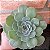 Echeveria Pumila Pote 11 - Imagem 3