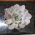Echeveria Orion Pote 11 - Imagem 1