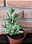 Cotyledon Tomentosa (patinha De Urso) Pote 11 - Imagem 1