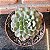 Echeveria Paula pote 11 - Imagem 1