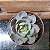 Echeveria Morning Light Pote 11 - Imagem 1