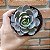 Echeveria Morning Light Pote 11 - Imagem 3