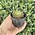 Echeveria Yang Jin Pote 9 - Imagem 2