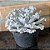 Echeveria Crispate Beauty pote 11 - Imagem 2