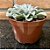 Echeveria Fantastic Fountain Pote 11 - Imagem 3