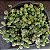 Colar De Pérolas Variegata Pote 9 - Imagem 1