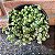 Colar De Pérolas Variegata Pote 9 - Imagem 3